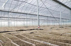 不误农时不负“秧”——探访长沙县安沙镇天健农机专业合作社智能化育秧