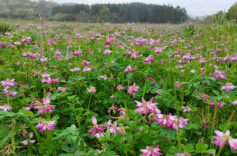 常宁推广绿肥种植8万余亩