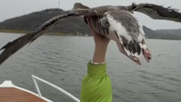 大雁借力气流与快艇齐飞 任由游客抚摸