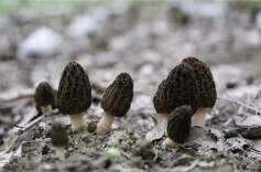 宁远西湾村：羊肚菌撑开“致富伞”