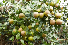 湖南油茶，如何实现新跨越