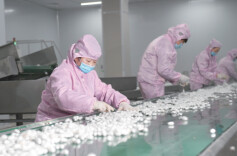 探寻田野上的智慧⑥丨蚕宝宝住温室，机器人当“蚕娘” ——看传统蚕桑产业如何“破茧重生”