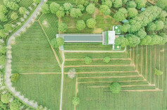 探寻田野上的智慧⑦丨手机管茶园，制茶数字化 ——从金井茶园看湘茶产业升级