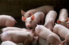 我省生猪稳产保供划定年度目标 能繁母猪存栏356万头 生猪出栏6000万头