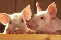 加快育种创新 打造生猪种业高地