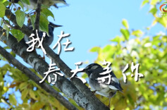 清明特辑┃诗话二十四节气中的自然之美