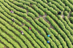 市州头条丨江华：茶产业优化升级芳香四溢