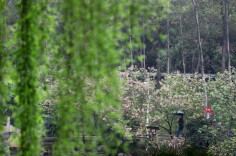 九州春正好，最美是家乡