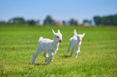 中国进口婴幼童羊奶粉市场，佳贝艾特连续5年销售份额占比超6成