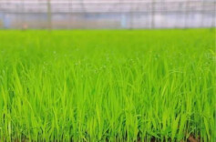 早稻栽插陆续铺开 全省已完成逾10万亩