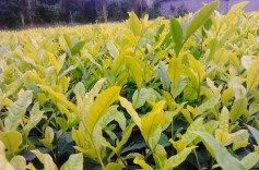 常宁5000余亩黄金茶开始采摘