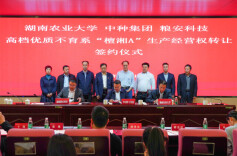 500万元！湖南转让高档优质水稻不育系“檀湘A”全球生产经营权