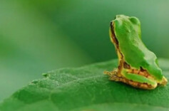 散文|闹市之夜听蛙鸣