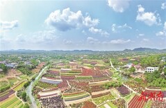 “苗卉” 新图景
