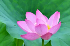 湘江周刊·悦读丨重温《爱莲说》