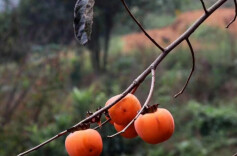 岁月留痕（散文四章）