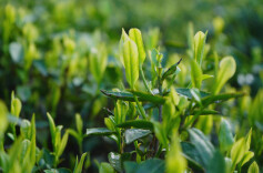 卖茶的土家姑娘在乡村舞出“大作为”