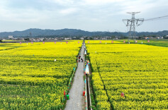 牛田镇：春华灼灼绘胜景 农旅融合正当时