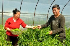 双牌尚仁里村：今年首茬辣椒熟了