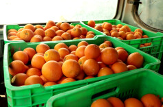 江华小圩壮族乡十字村：香橙大丰收果园采摘忙