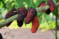 楚国良专栏 | 五月桑葚伴夏来