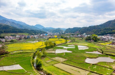 长塘镇：果甜茶香助农富 特色产业兴乡村