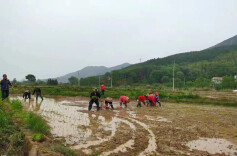 双牌泷泊镇：追着春光赶农时 全力以赴促生产
