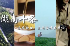 五彩湘茶茶研学·平江篇｜激情山水 茶韵平江