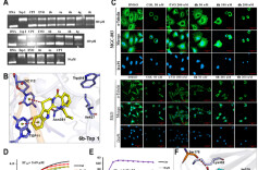 南华大学衡阳医学院王震教授团队发现新型双靶抗胃肠道肿瘤吴茱萸碱类先导药物