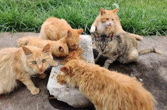 流浪猫狗伤人，原主人、投喂人要不要担责？最新案例——