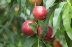 江华：黄心油桃抢“鲜”上市引客来