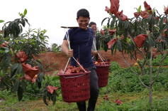 江华：套袋枇杷助增收