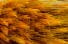 诗歌丨沁园春·非常稻