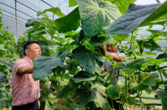 大美万青：生态园里瓜果香