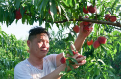 冷水滩：桃子香甜上市