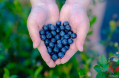 初夏的味道|茶亭蓝莓熟了！