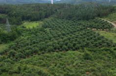 江华界牌乡杜家田村：苗木种植“小产业” 乡村振兴“大文章”
