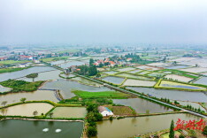 芦荻山乡：鲜花绿浪换新景 千亩工程话振兴