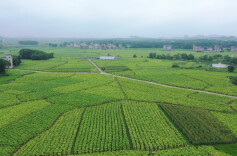 江华：烟叶采烤正当时