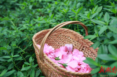 一朵木槿，开出百千“花样”