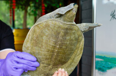 汉寿甲鱼，王者归来——看禾田甲鱼如何打造甲鱼全产业链