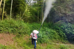 桃江多措并举防治竹蝗