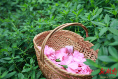 一朵木槿，开出百千“花样”