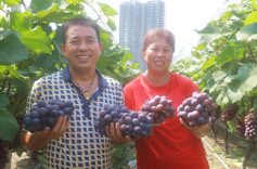 双牌：夏黑葡萄迎丰收 订单销售价格俏