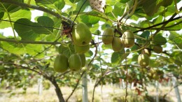 湖南中方：红的、乌的、绿的 “美丽生态”激活“美丽经济”