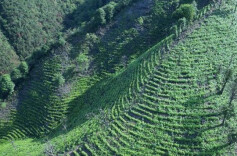 湖南祁阳茶旅融合发展 赋能乡村振兴