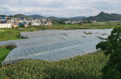 蔡中华：葡萄成了致富果