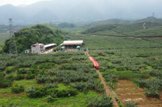 江华：瑶山雪梨抢鲜上市