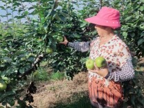 四季花果做大甜蜜事业 湖南东安绘出乡村好“丰”景