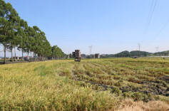 江华涛圩镇：早稻喜开镰，双抢保丰收